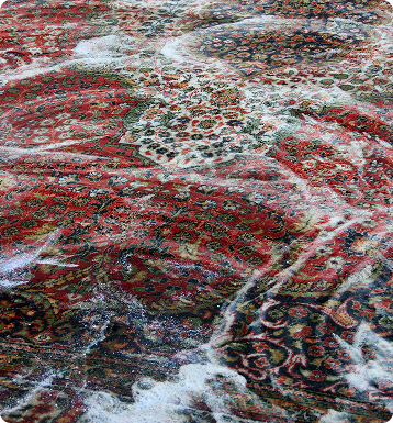24/7 Royse City's Area Rug Cleaning Experts