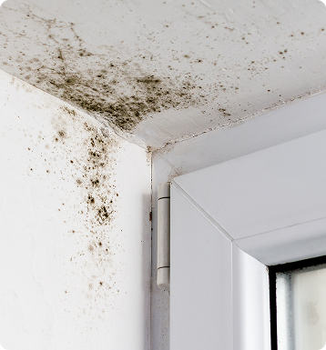 Trusted Mold Remediation Services in Royse City and the DFW Metroplex